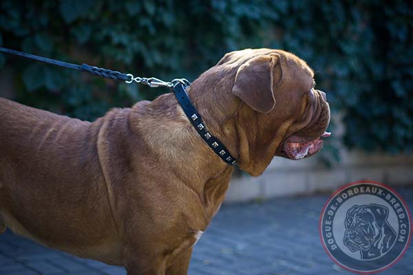 Stylish leather Dogue de Bordeaux collar with nickel studs for walking