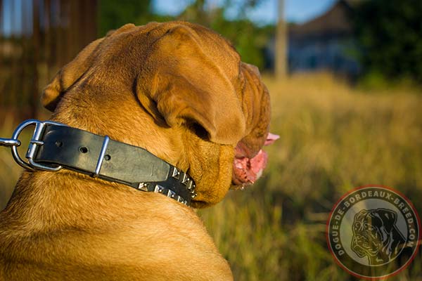 Dogue de Bordeaux collar with nickel studs for daily activities