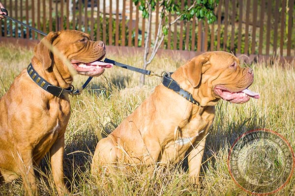 Fantastic leather Dogue de Bordeaux collar with plates