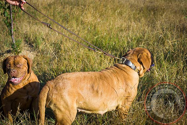 Stylish leather Dogue de Bordeaux collar with plates and studs