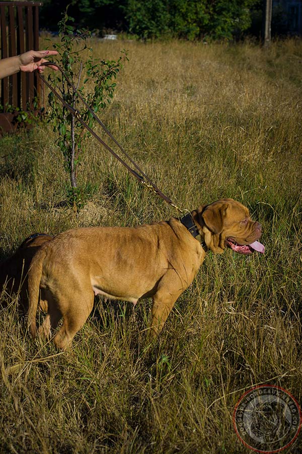 Leather Dogue de Bordeaux collar with decorations