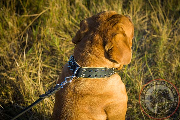 Beautiful leather Dogue de Bordeaux collar