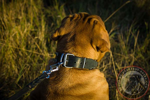 Awesome leather Dogue de Bordeaux collar 