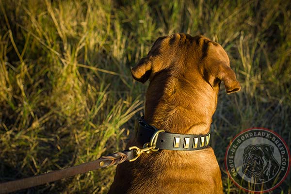 Dogue de Bordeaux collar with rust proof hardware for walking and training