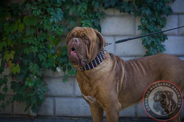 Amazing Dogue de Bordeaux collar with spikes and studs for daily walks