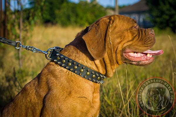 Leather Dogue de Bordeaux collar with spikes and studs for everyday walking