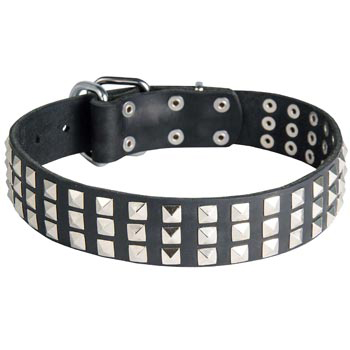 Studded Dogue de Bordeaux Collar