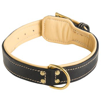 Leather Dog Collar Padded for Dogue de Bordeaux Off Leash Training