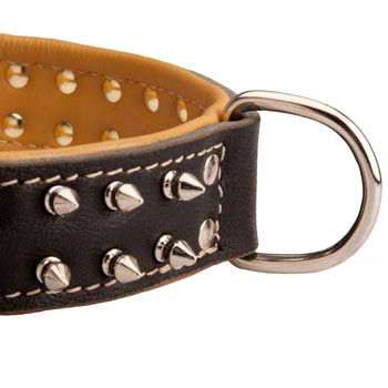 Padded Leather Dogue de Bordeaux Collar Spiked Adjustable for Training