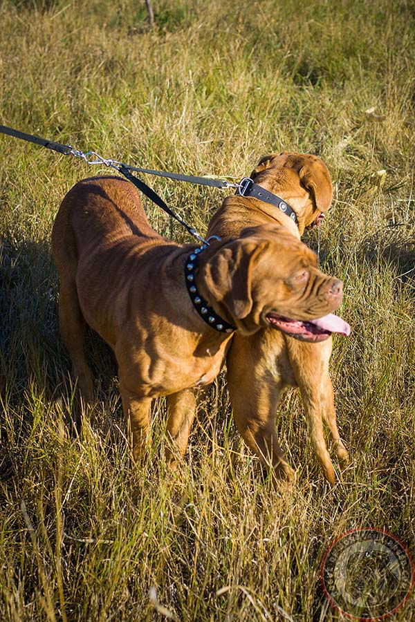 Nylon Dogue de Bordeaux collar with decorations for everyday use