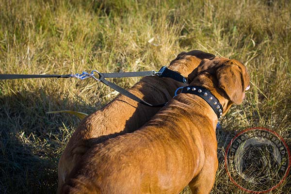 Amazing nylon Dogue de Bordeaux collar with fancy circles