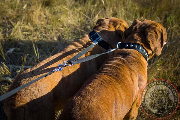 Nylon Dogue de Bordeaux collar with nickel buckle and D-ring