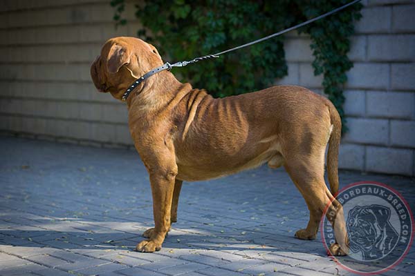 Leather Dogue de Bordeaux collar with fancy spikes for comfortable walks 