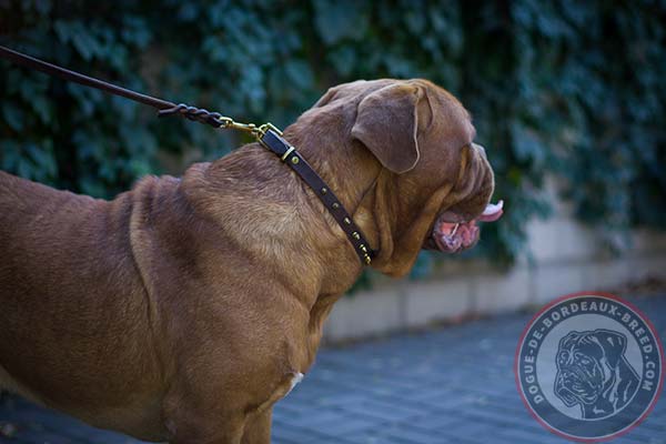 Spiked leather Dogue de Bordeaux collar for everyday use