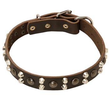 Leather Collar for Dogue de Bordeaux Stylish Walks