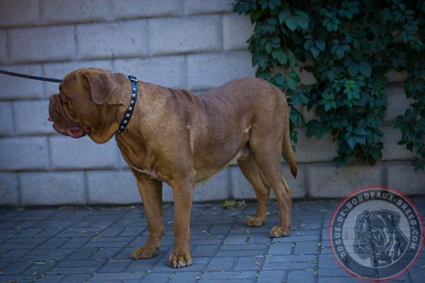 Studded leather collar for Dogue de Bordeaux walking and training