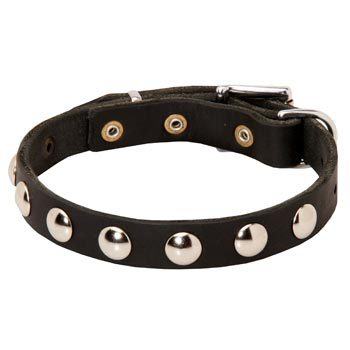 Leather Dogue de Bordeaux Collar Studded for Puppies