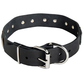 Leather Dogue de Bordeaux Collar with Steel Nickel Plated Buckle and D-ring