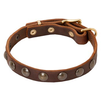 studded dog collar