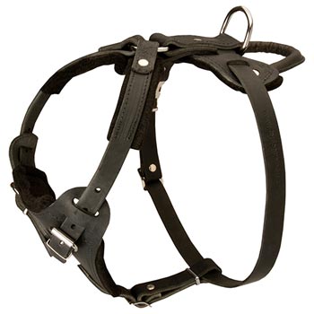 Leather Dog Harness for Dogue de Bordeaux Off Leash Training