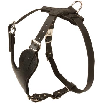 Dogue de Bordeaux Harness for Off-Leash Training