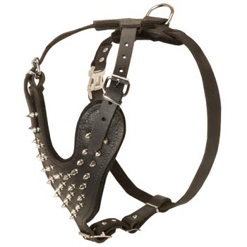 Spiked Leather Harness for Dogue de Bordeaux Walking