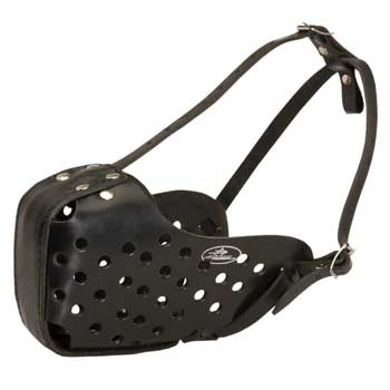 Dogue de Bordeaux Muzzle for Agitation Training